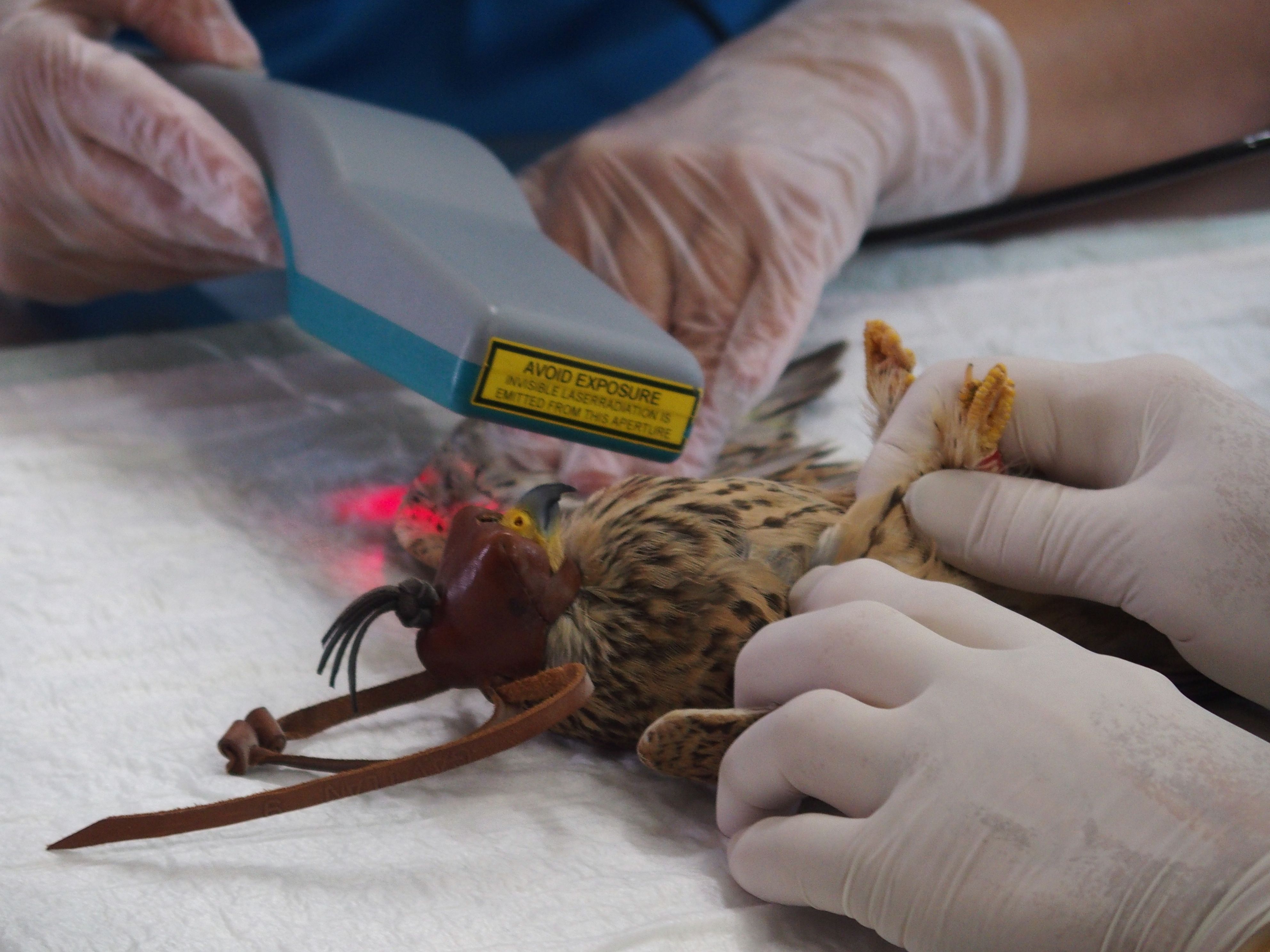 Laserterapia per recuperar aus que han patit un accident FOTO: Cedida