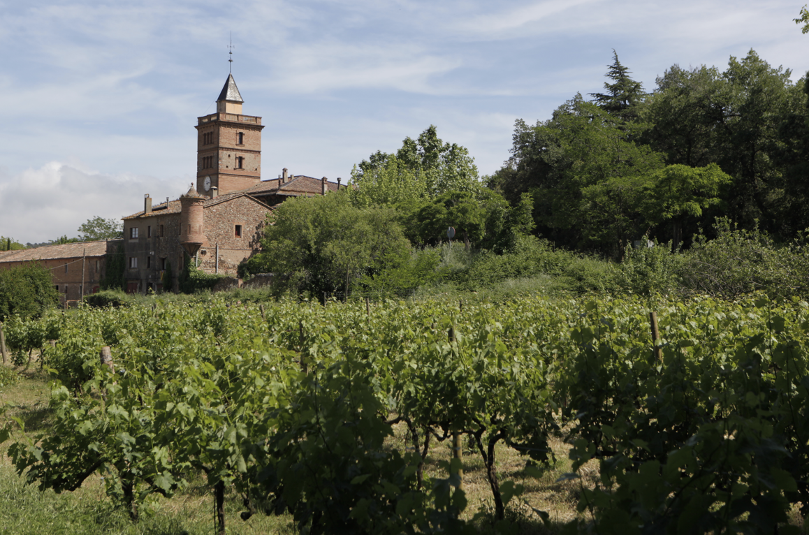 Camps de vinya a Can Monmany FOTO: Artur Ribera