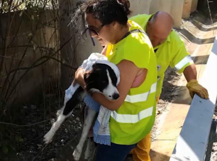 El gos va ser rescatat de les vies del tren FOTO: Plataforma Animalista Sant Cugat El gos va ser rescatat de les vies del tren FOTO: Plataforma Animalista Sant Cugat