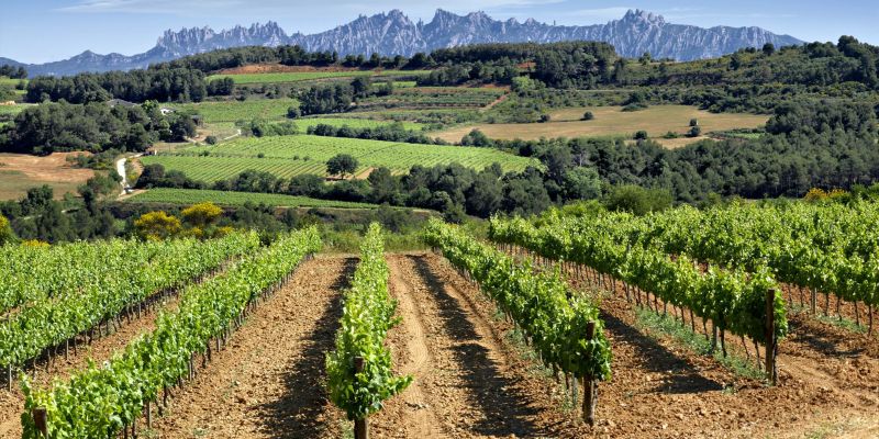 El Penedès és el territori per excel·lència de la cultura del vi a Catalunya FOTO: Cedida