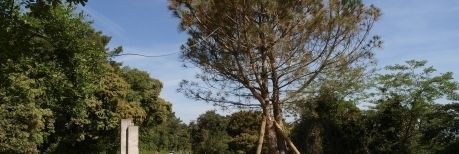 El nou Pi Bessó. FOTO: Lluís Llebot