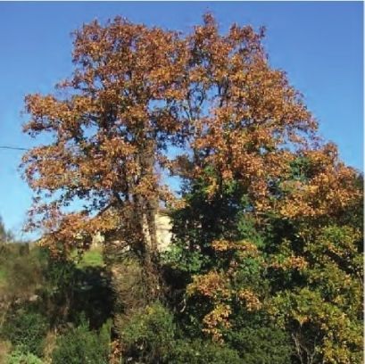 FOTO: Jordi Roca i Josep Castellví