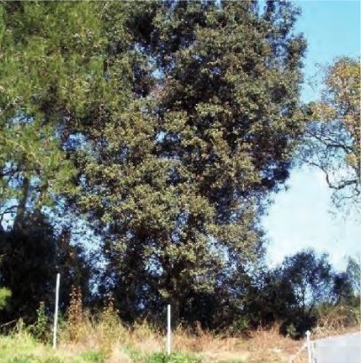 FOTO: Jordi Roca i Josep Castellví