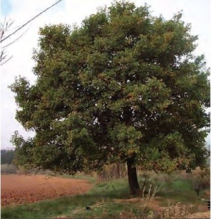 FOTO: Jordi Roca i Josep Castellví