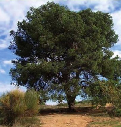 FOTO: Jordi Roca i Josep Castellví