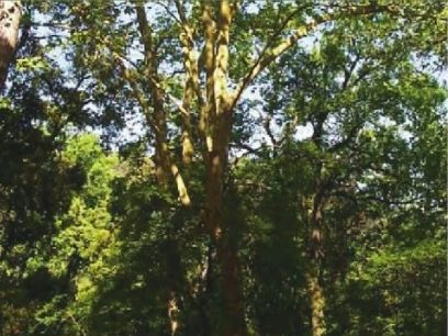 FOTO: Jordi Roca i Josep Castellví