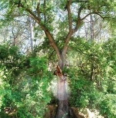 FOTO: Jordi Roca i Josep Castellví