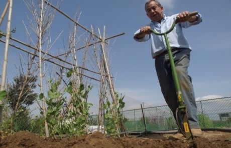 Un dels usuaris de l'hort urbà. FOTO: A. Ribera