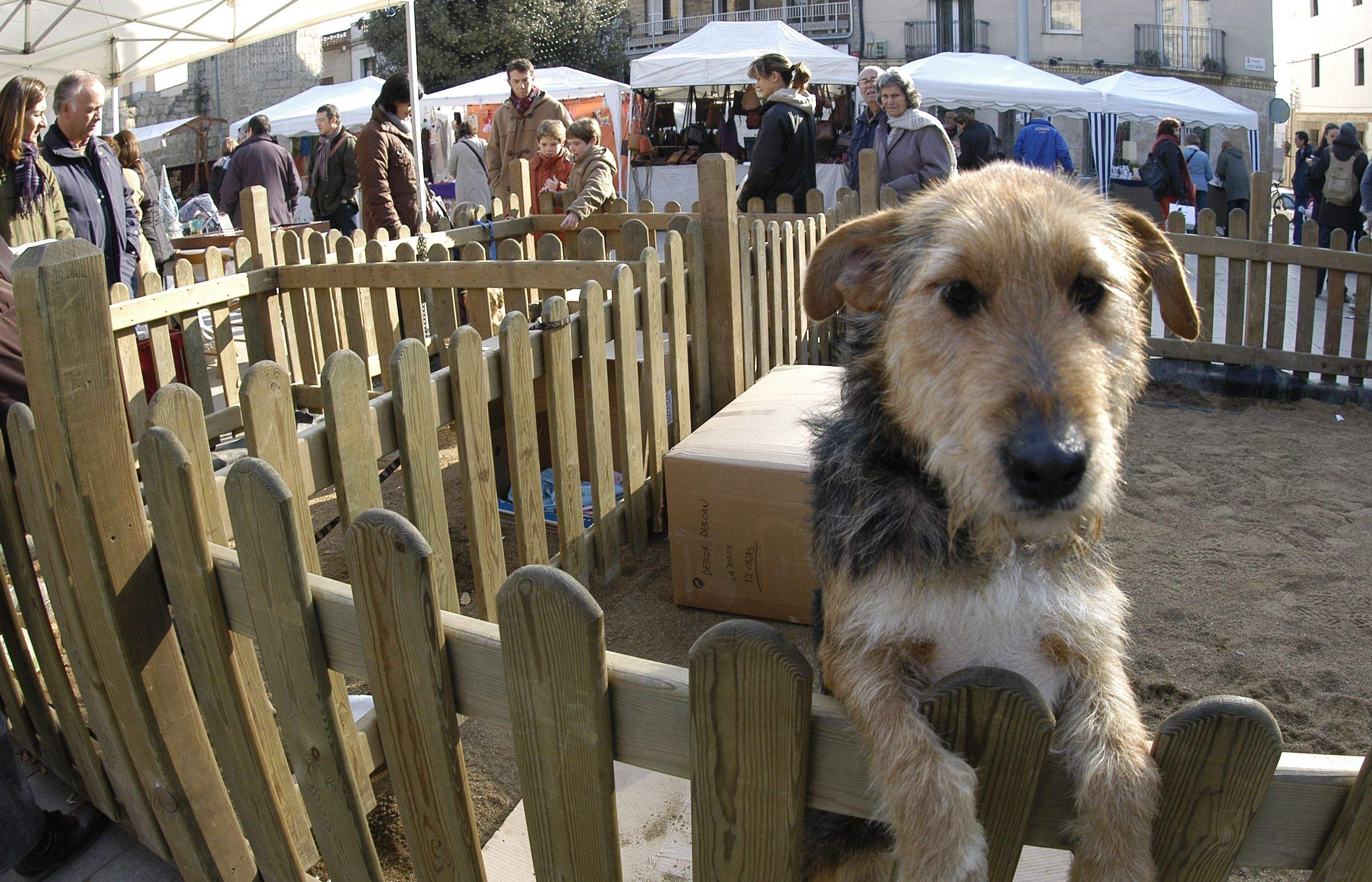 l'Associació també dóna l'opció que la gent es quedi un animal organitzant actes periòdics a la plaça d'Octavià