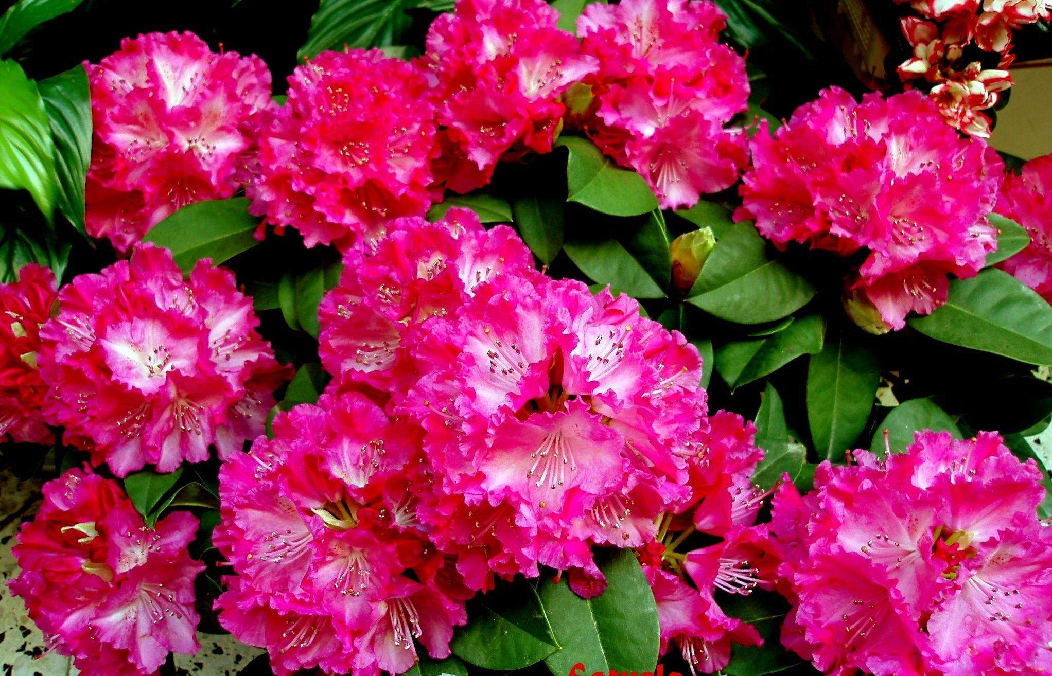 El rododendre és una planta perfecte per decorar els jardins però necessita unes condicions especials