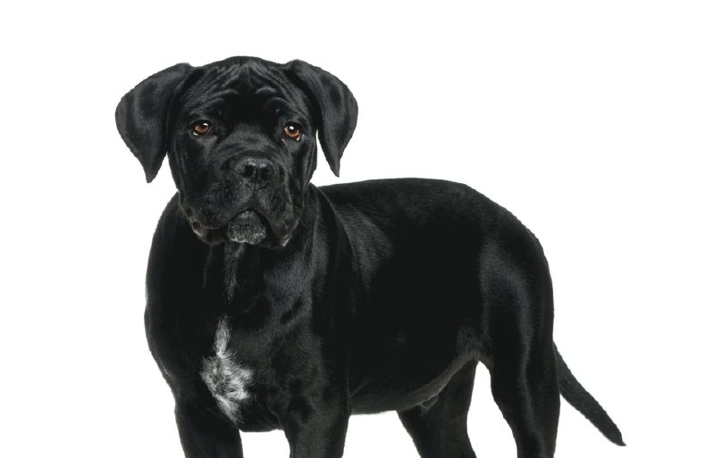 "És que no vull el gos. Mel vull treure de casa..."