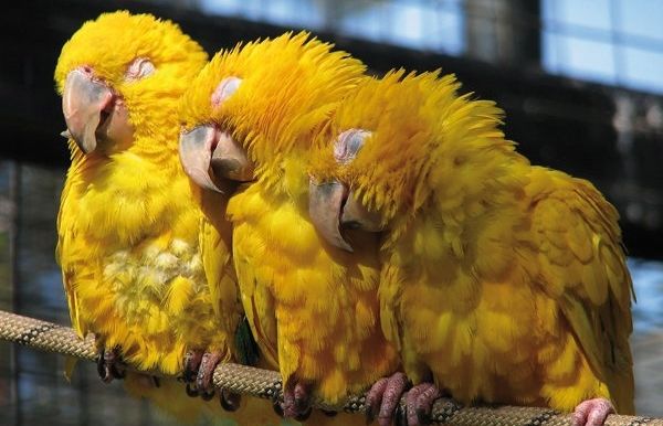 El Parc Zoològic de Barcelona compta amb més de 400 espècies animals