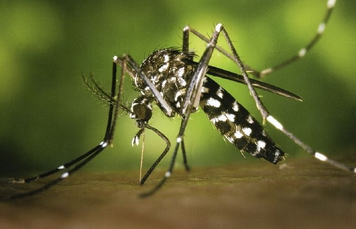 Sant Cugat va ser la primera ciutat de tot l'Estat que va registrar la primera aparició del mosquit tigre. FOTO: Arxiu
