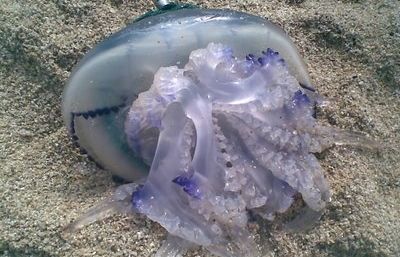 Les meduses tot i estar mortes poden seguir tenint verí. FOTO: Cedida