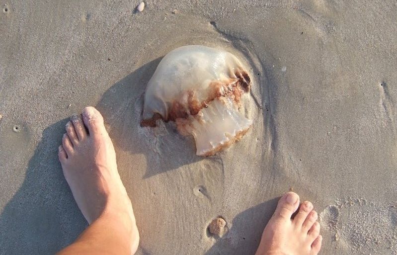 Les meduses són arrastrades per la corrent fins a les platges. FOTO: Cedida