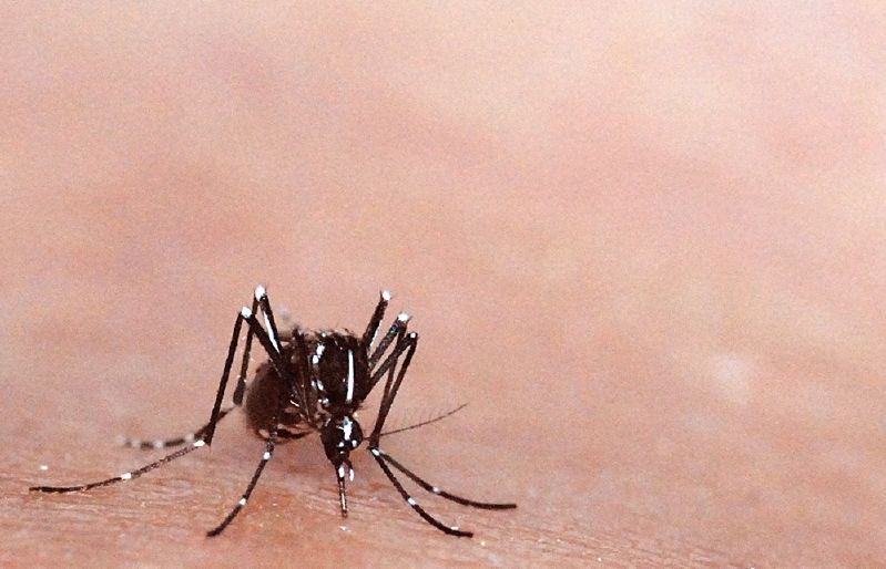 El mosquit tigre es distingeix per les seves ratlles blanques FOTO: Arxiu