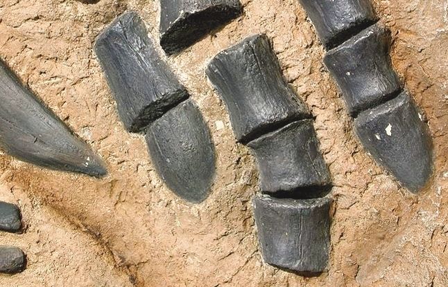 Les troballes al Pallars Jussà l'han convertit en un dels jaciments més importants d'Europa