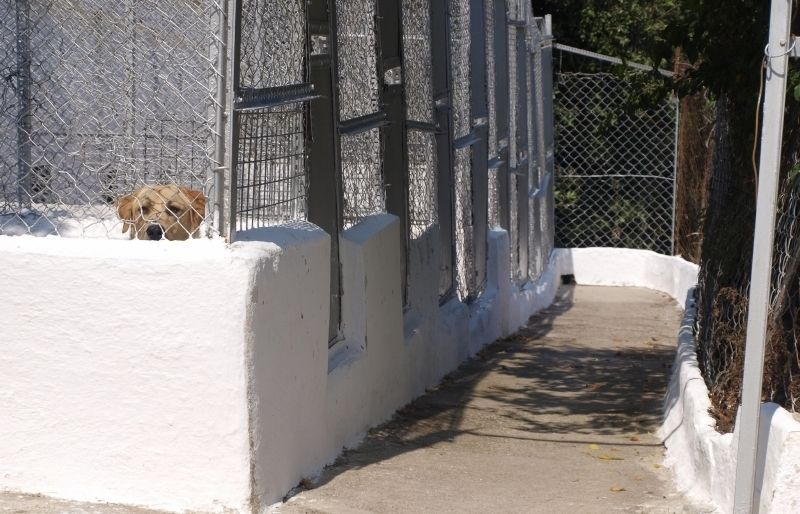 Aquest labrador espera pacientment a la residencia canina la Rabassada que algú l'adopti. FOTO: A. Ribera