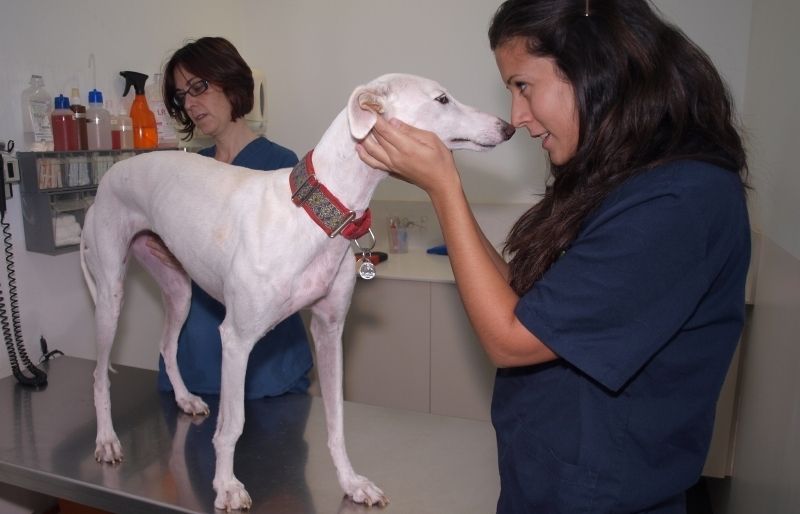 La Mia gaudeix duna segona oportunitat gràcies a SOS Galgo. FOTO: A. Ribera