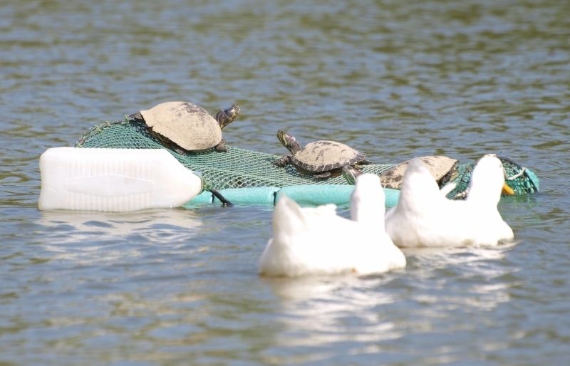  Malgrat la recollida constant de tortugues, en pocs dies sen tornen a abandonar a la bassa de darrera el Centre Comercial. FOTO: A. Ribera