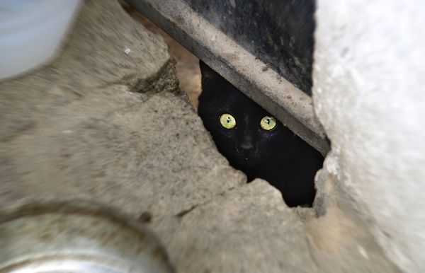 Cada any sabandonen més de 200 gats al municipi. FOTO: A. Ribera