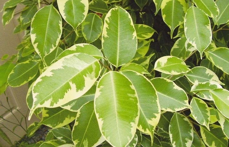 El fictus pot ser d'interior o exterior i cadascun d'ells necessita un tractament específic per tenir-ne cura