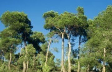 Ell Bosc d'en Saladrigues, a la Serreta. FOTO: Cedida