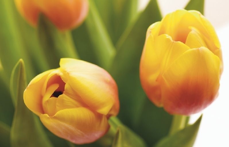 La vartietat de Tulipes pot donar un toc de color molt bonic als nostres jardins