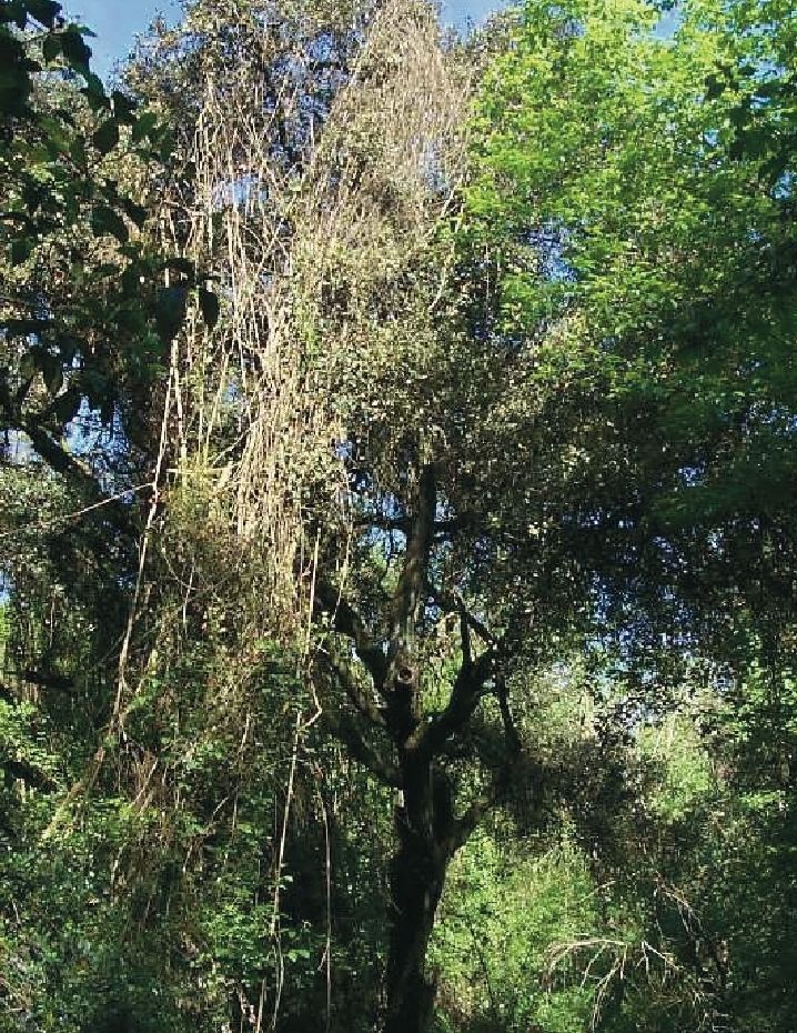 FOTO: Jordi Roca i Josep Castellví
