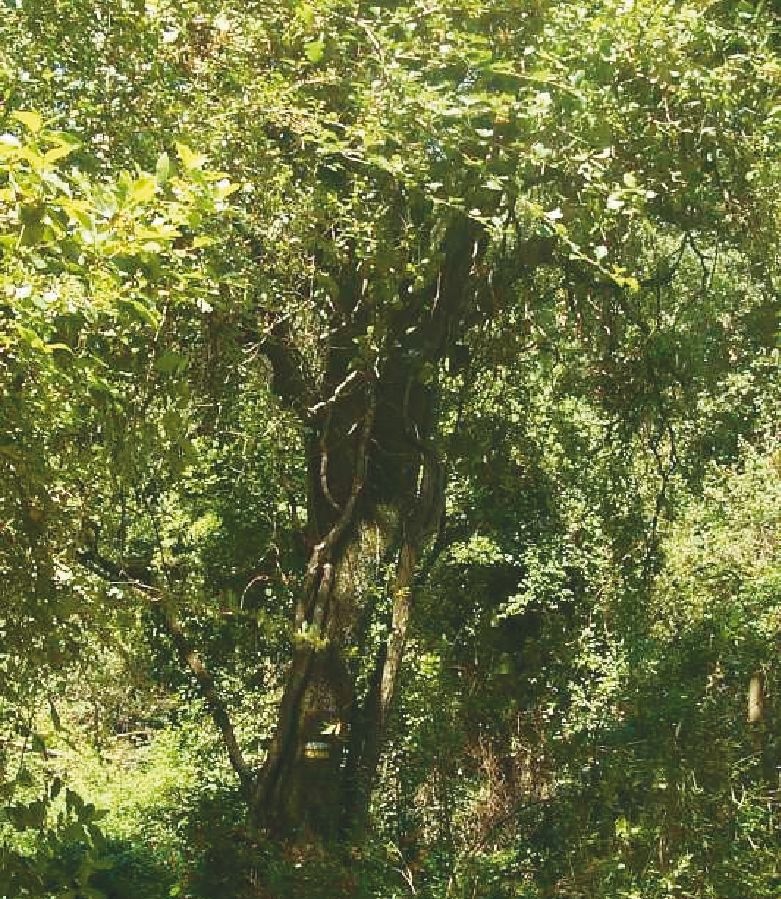 FOTO: Jordi Roca i Josep Castellví