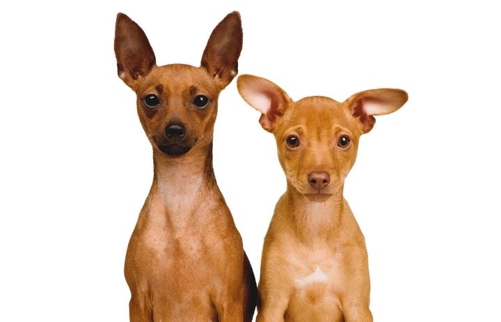 Els gossos poden arribar a significar molt per a la vida de les persones