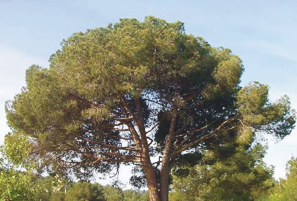 FOTO: Jordi Roca i Josep Castellví