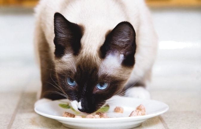 El gat no és un animal domèstic sotmès a lhome com el gos