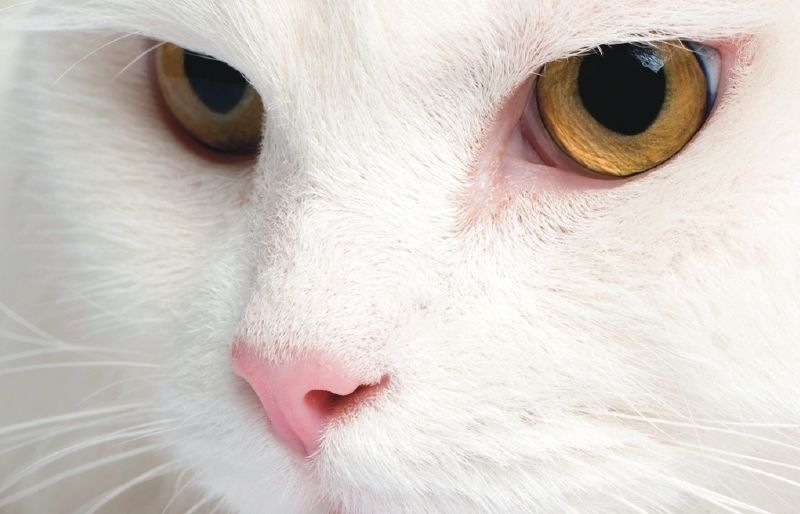 La rondalla diu que les gates eren les úniques femelles que tenien permís per entar de franc dins del Monestir.