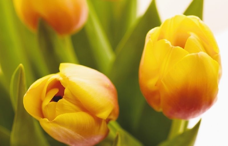 L'alegria de la casa és una flor d'exterior, però les podem posar al interior. FOTO: Arxiu