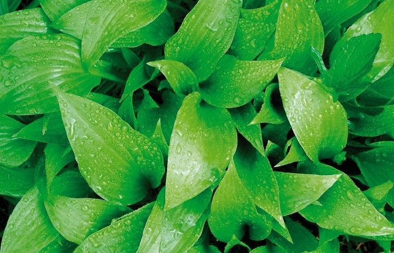 Perquè una planta pogui viure bé és important posar-la al espai corresponent. FOTO: Arxiu