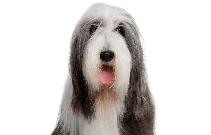 A lacabar la sessió li farem una sessió de relax i li donarem una llaminadura