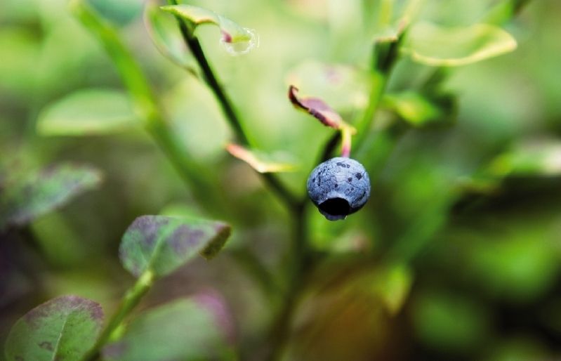 sanomena baies a les plantes que es conreen per les qualitats decoratives dels seus fruits. FOTO: Arxiu