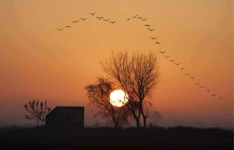 2n premi: Matí al Delta del Ebre, de Pere Ramoneda