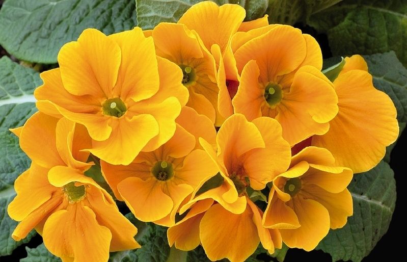 abans de la floració i durant aquest és convenient aplicar-lis un adob líquid equilibrat semblant al que sutilitza per a plantes dinterior. FOTO: Arxiu