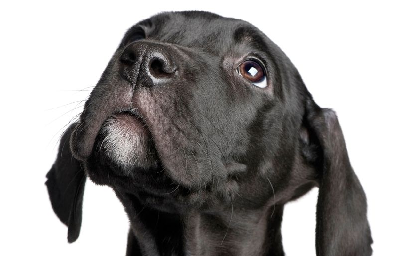 La gent es queixa del soroll dels gossos però no de la pudor d'urina dels humans que es 'pixen' al carrer