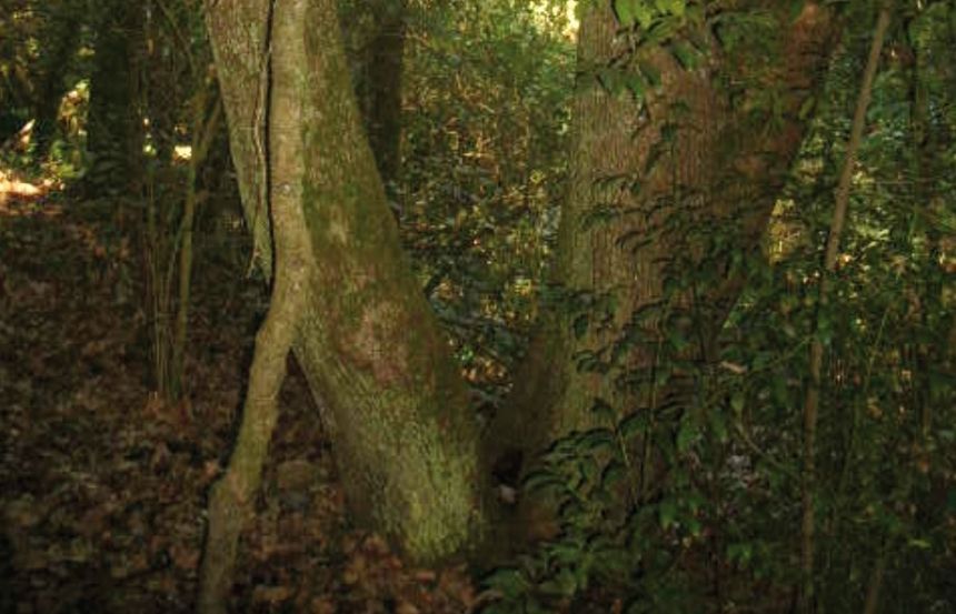 FOTO: Jordi Roca i Josep Castellví