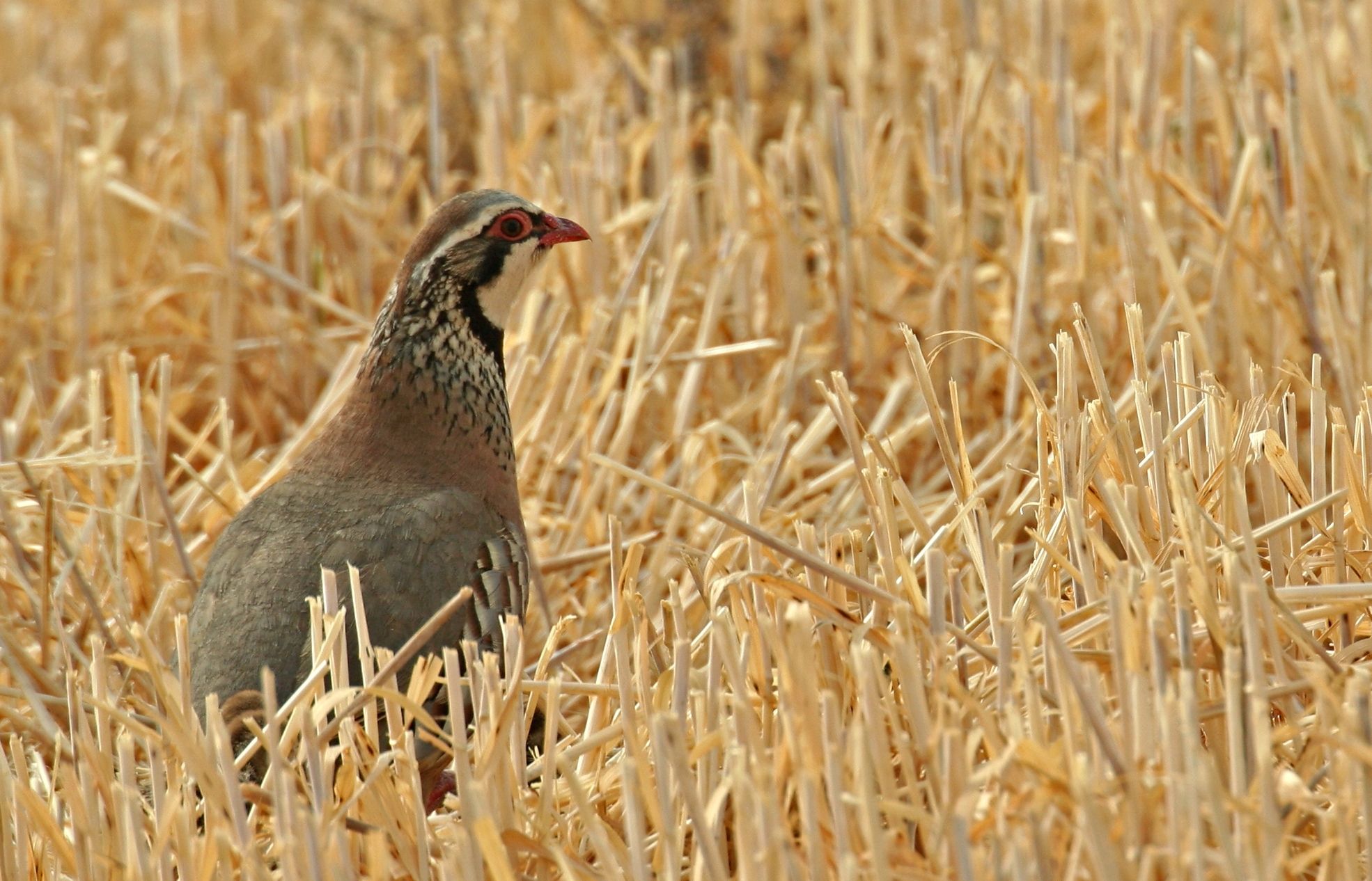 Aqeusta espècie és més dèbil i menys adaptada al medi salvatge ja que són criades en granges
