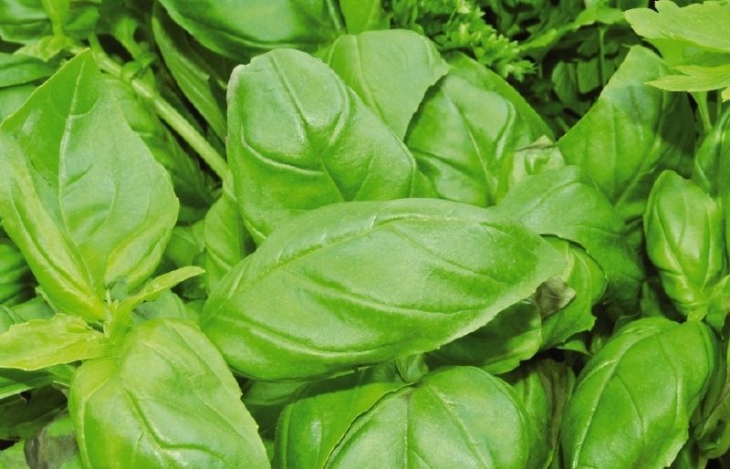 Necessita una terra fresca, lleugera i ben drenada, i laplicació dun adob universal. FOTO: Arxiu