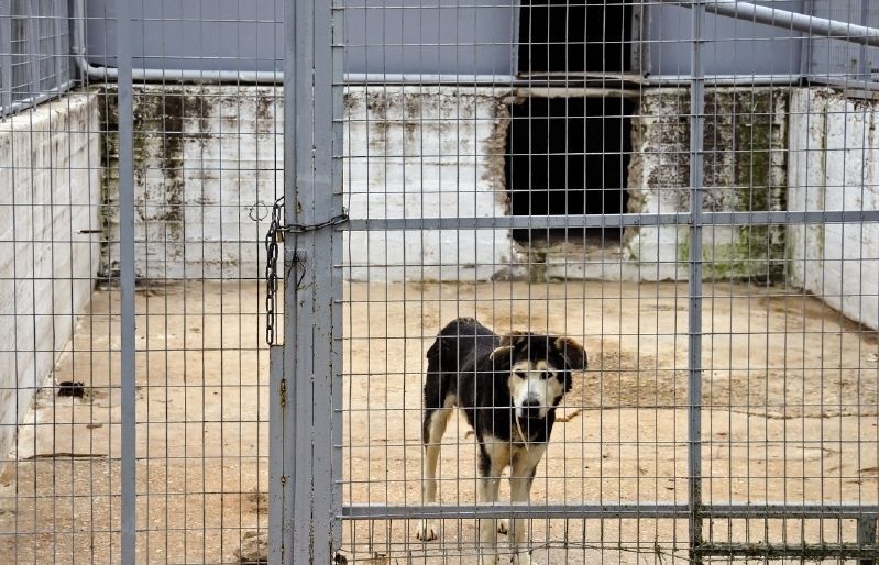 Als refugis es cuida la salut dels animals, amb la qual cosa sabeu que tindran els seus papers en regla. FOTO: Cedida 