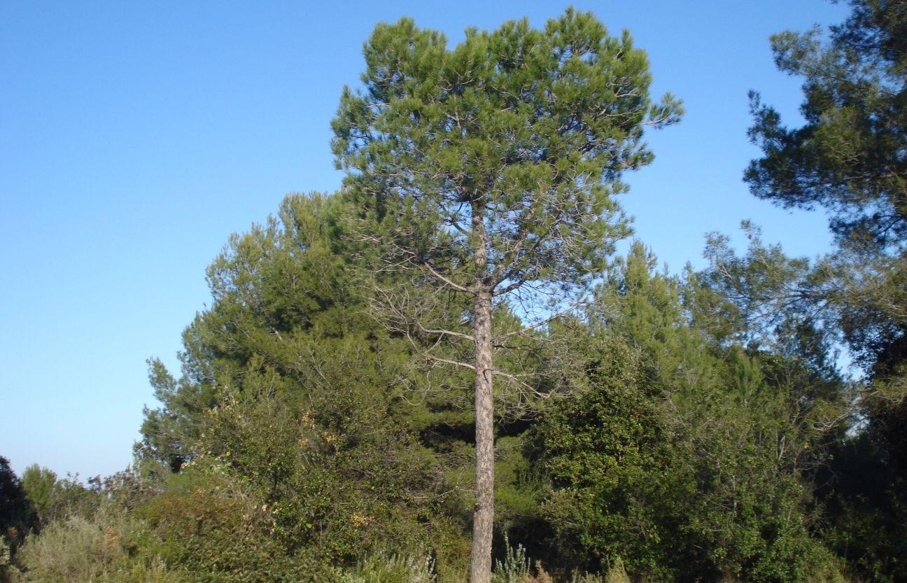 L'exemplar està situat al cim del Turó de Can Camps. FOTO: Cedida