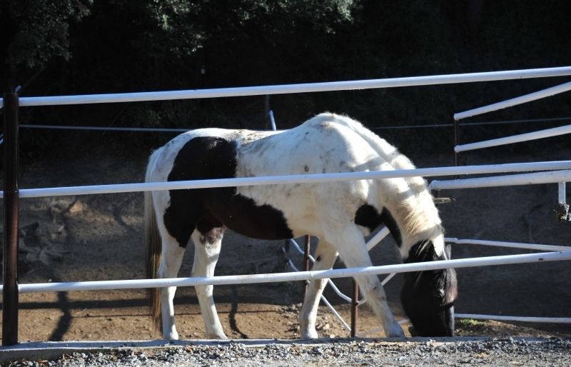 Medecure, el cavall blanc amb taques marrons de Federico. FOTO: Amanda Bernal
