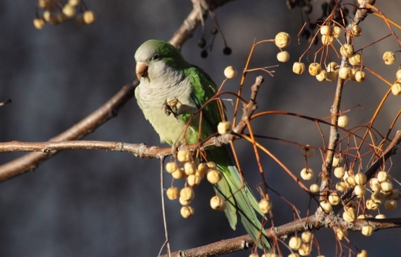 Salimenta de fruits, flors, larves i insectes. FOTO: E. Ortega