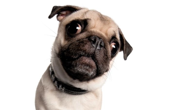 Abans de comprar una animal de companyia s'ha de tenir clar alguns aspectes bàsics. FOTO: Arxiu