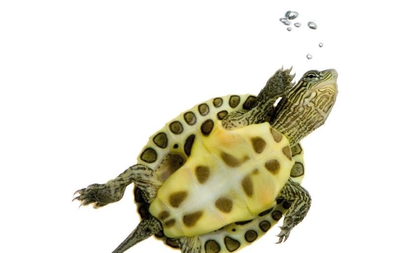 Les tortugues joves shan dalimentar cada dia, però les adultes poden menjar cada 2 o 3 dies. FOTO: Arxiu